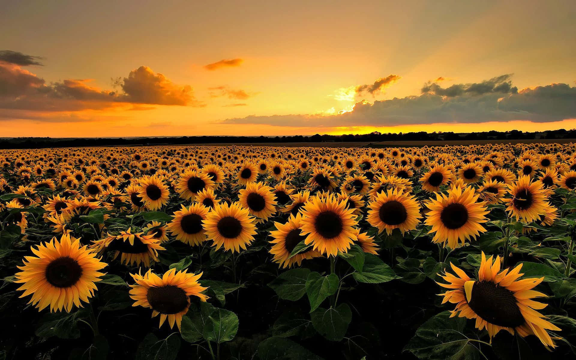 Adembenemende Gele Zonsondergang Over Het Serene Landschap Achtergrond