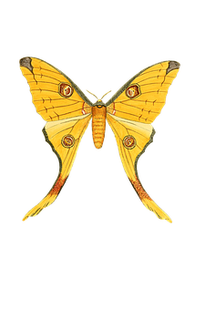 Yellow Swallowtail Butterfly Illustration PNG