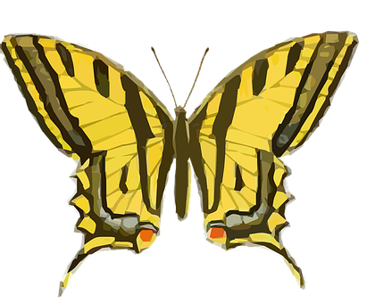 Yellow Swallowtail Butterfly Illustration PNG