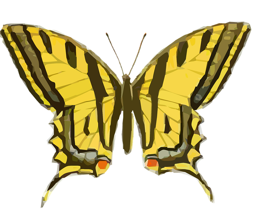 Yellow Swallowtail Butterfly Illustration PNG