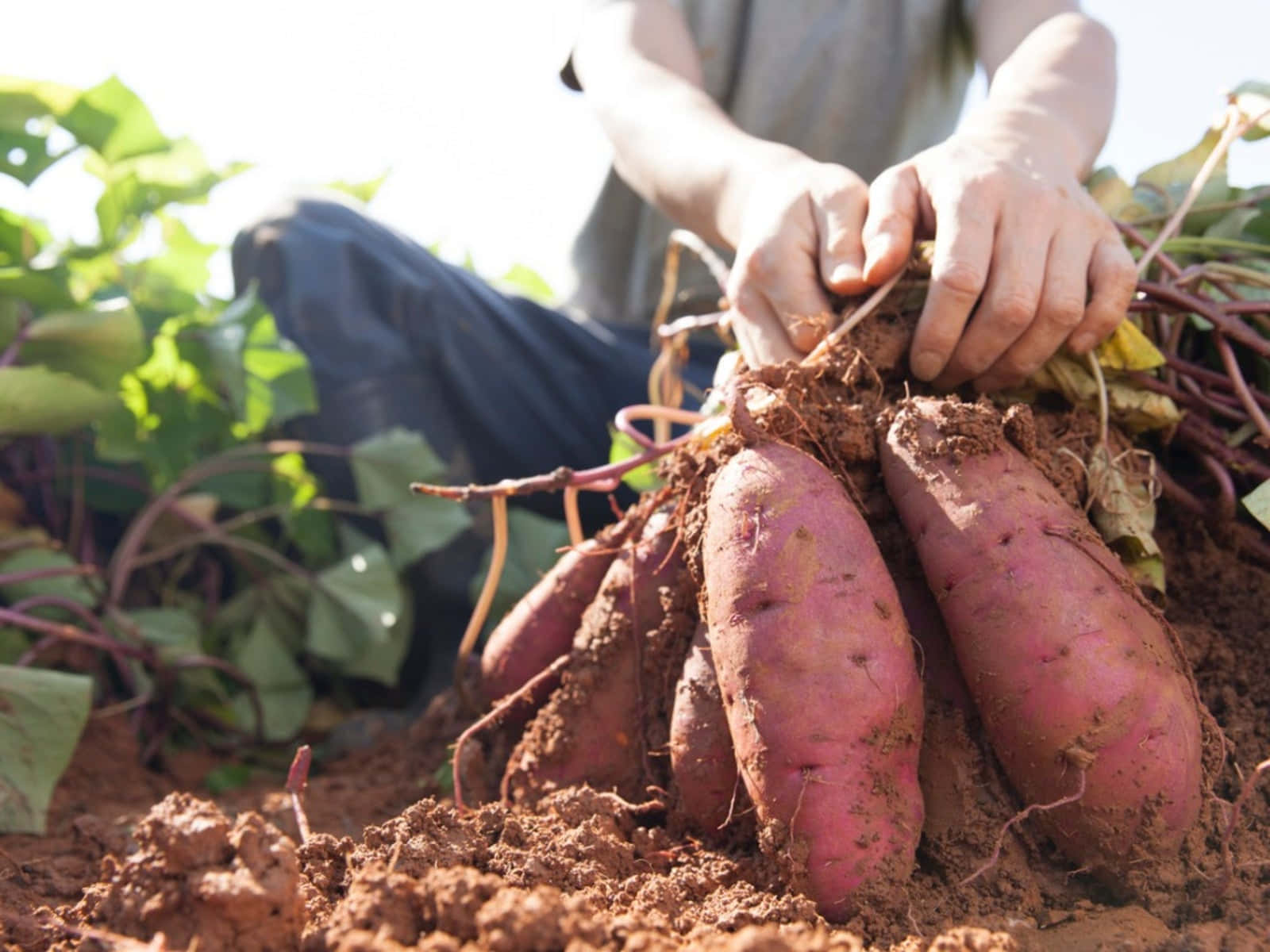 Unafresca Batata Amarilla En Exhibición Fondo de pantalla