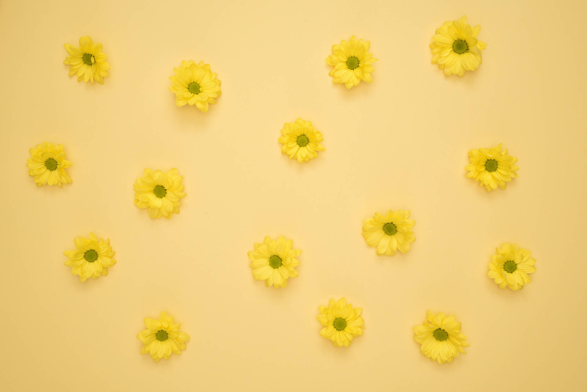 Bright Yellow Daisy on Yellow Table - Aesthetic Display Wallpaper