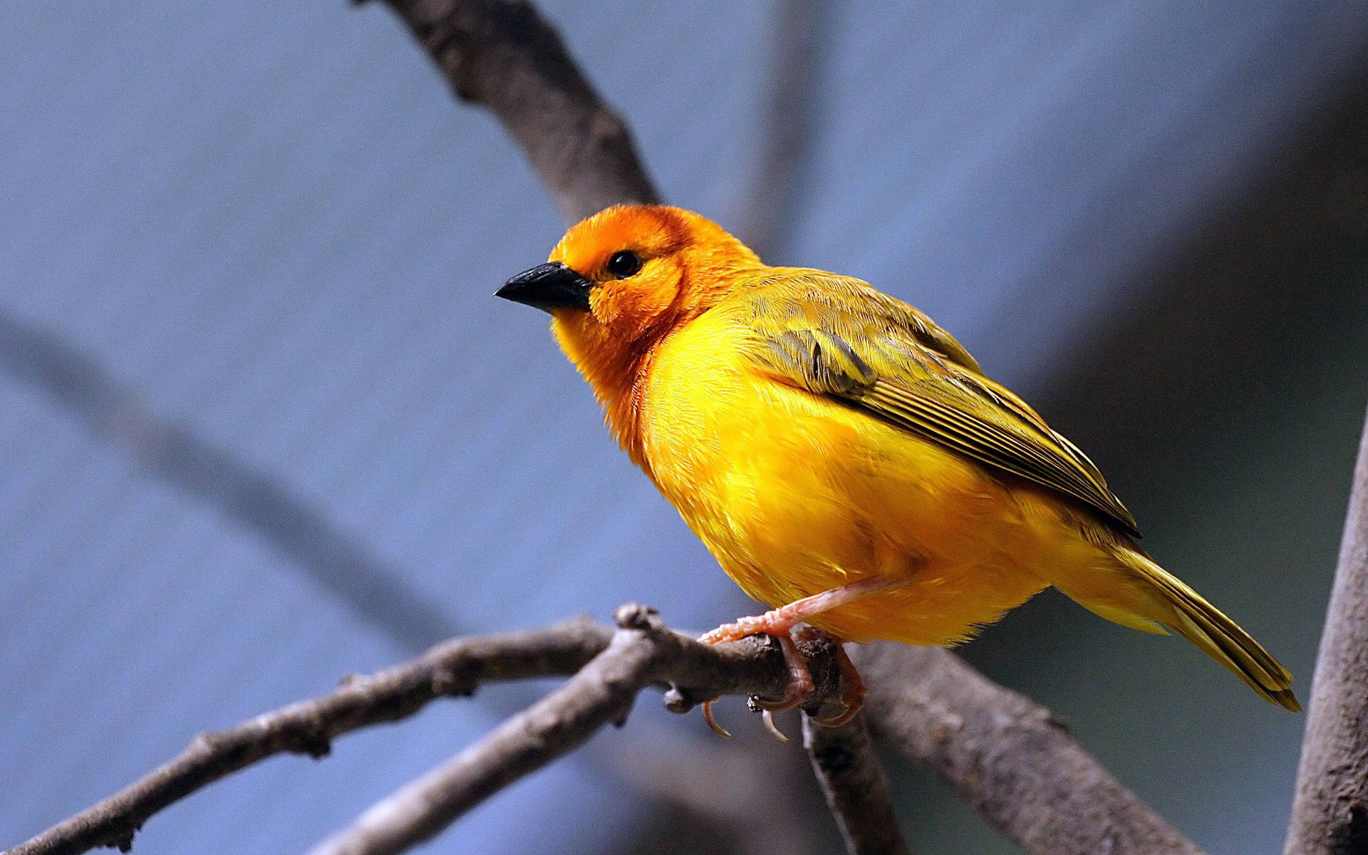 Yellow Tanager Bird Wallpaper