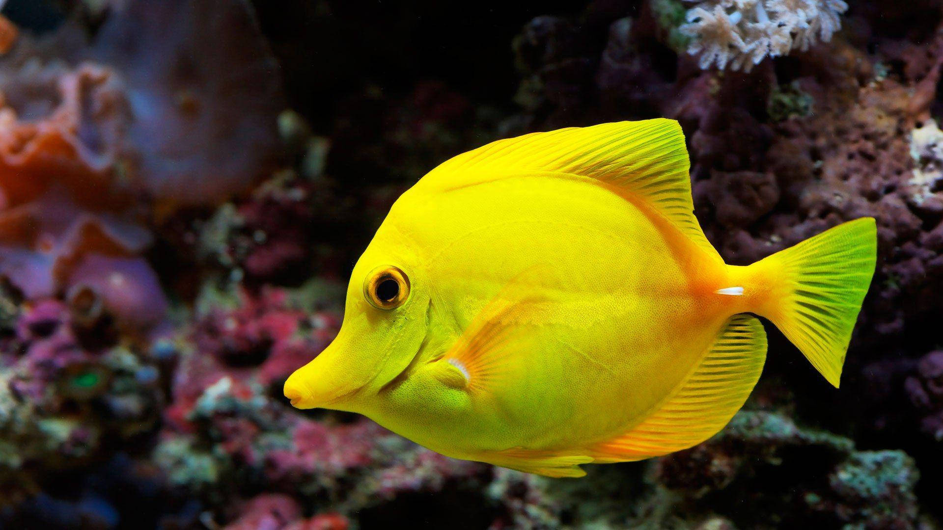 Yellow Tang Beautiful Fish