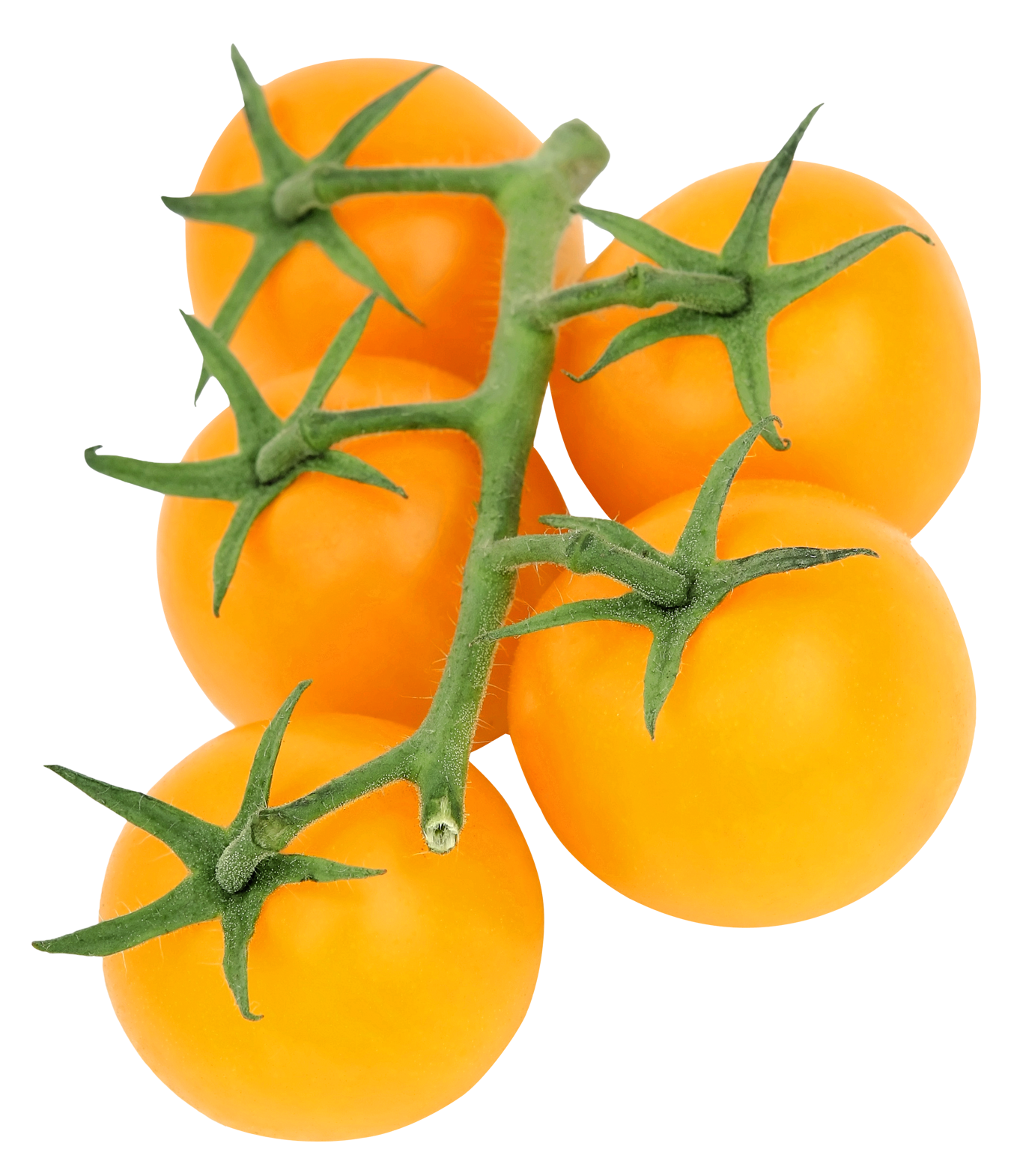 Yellow Tomatoeson Vine PNG