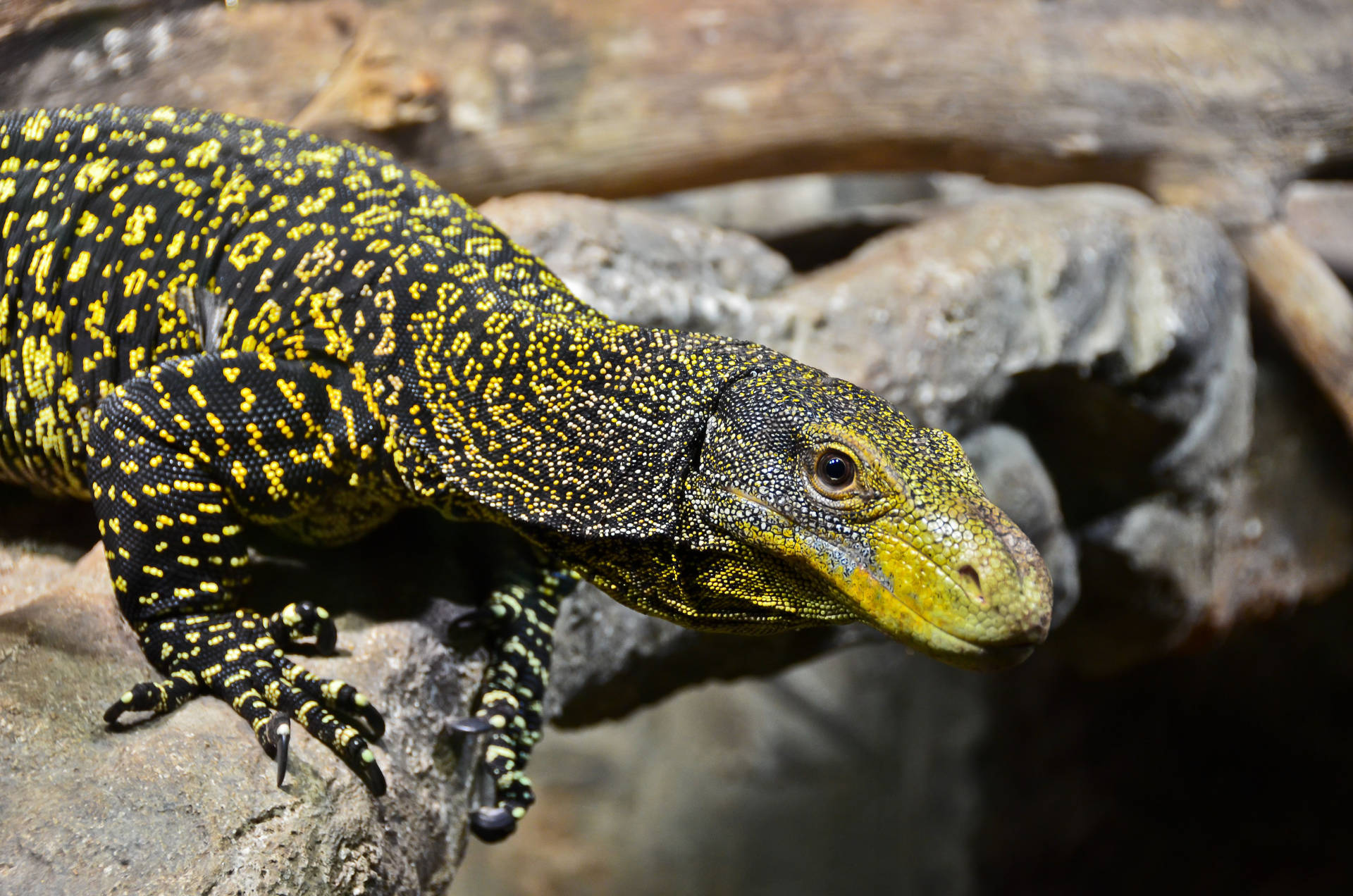 Caption: Majestic Yellow-Toned Monitor Lizard in Natural Habitat Wallpaper
