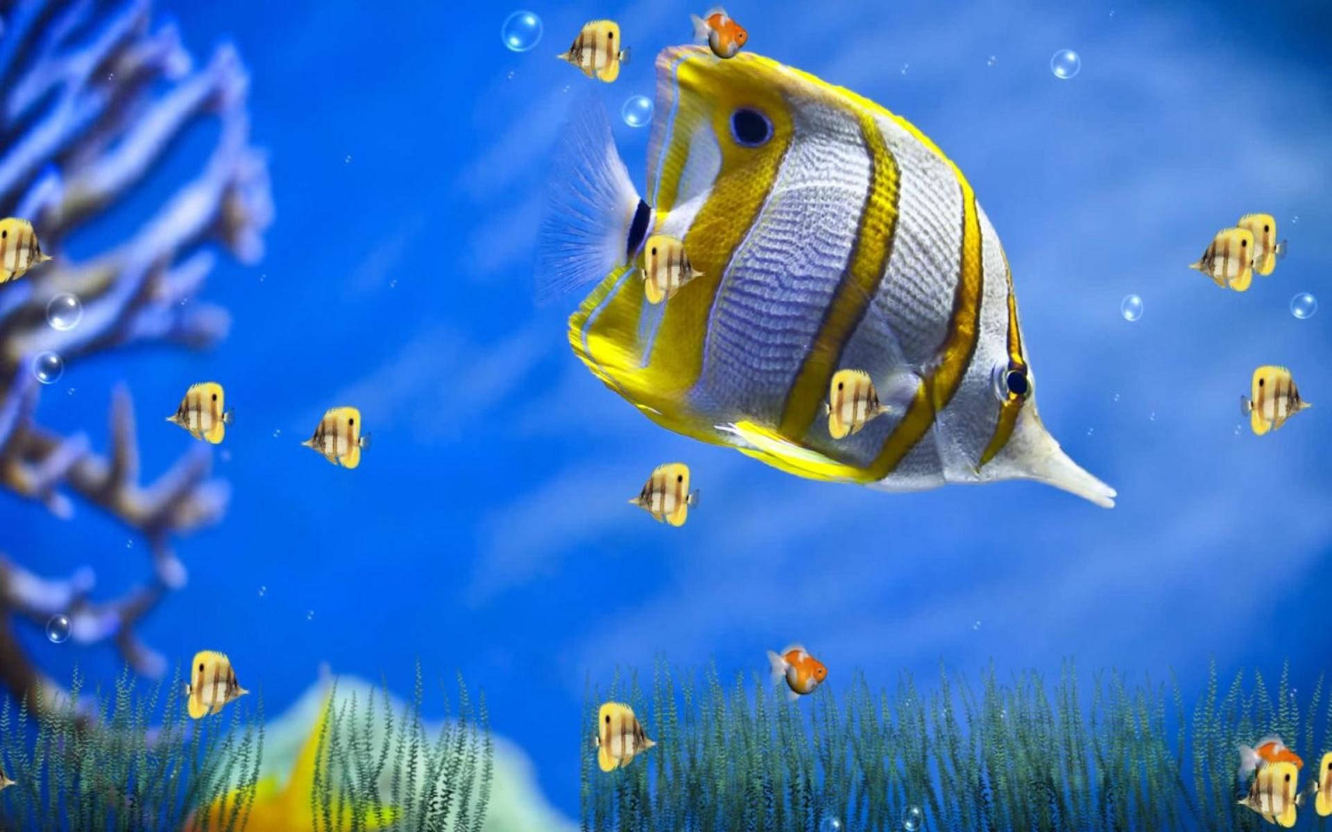 Yellow Tropical Butterflyfish Animated Desktop Wallpaper