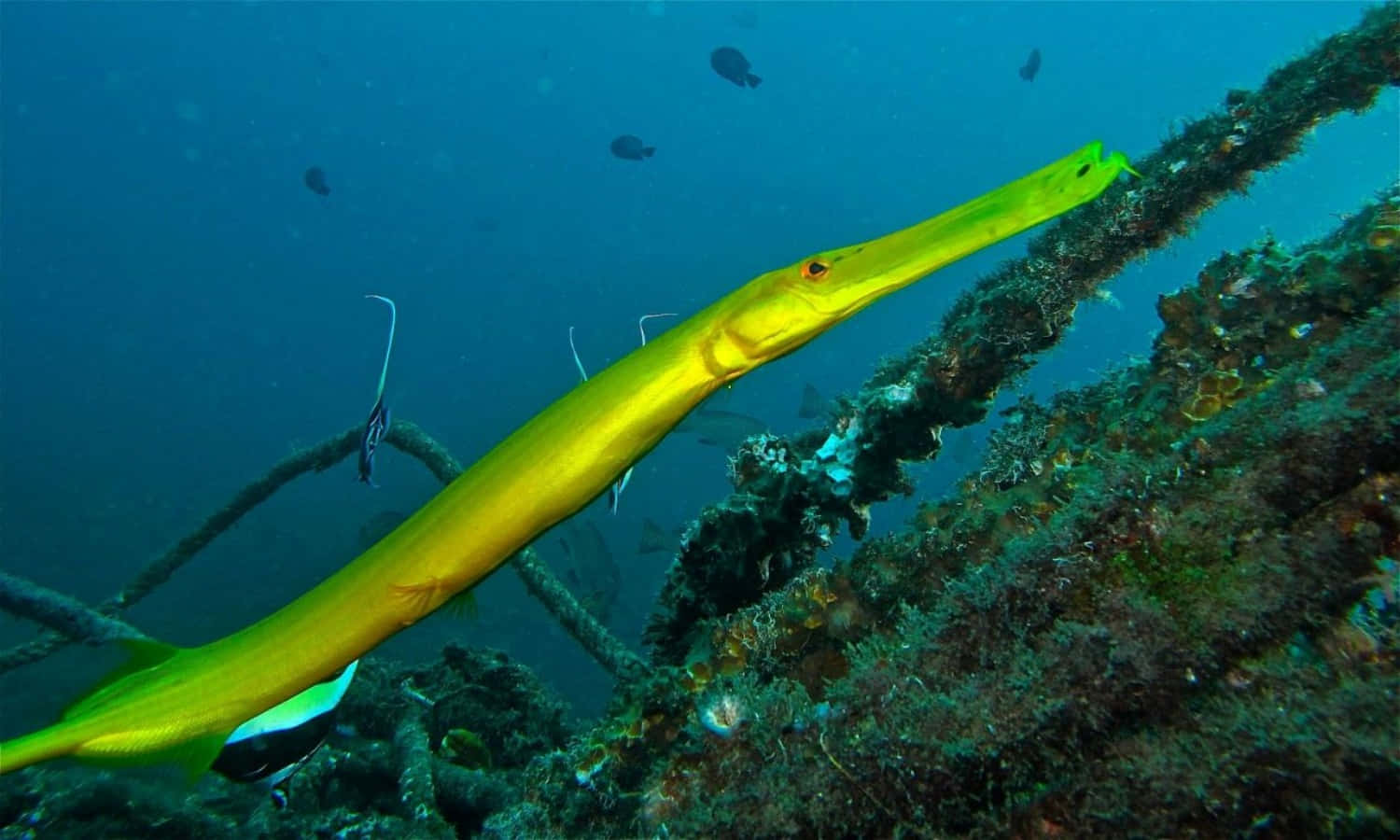 Yellow Trumpetfish Coral Reef Wallpaper