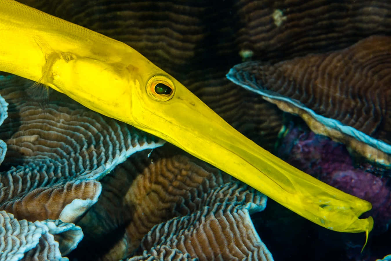 Yellow Trumpetfish Coral Reef Wallpaper