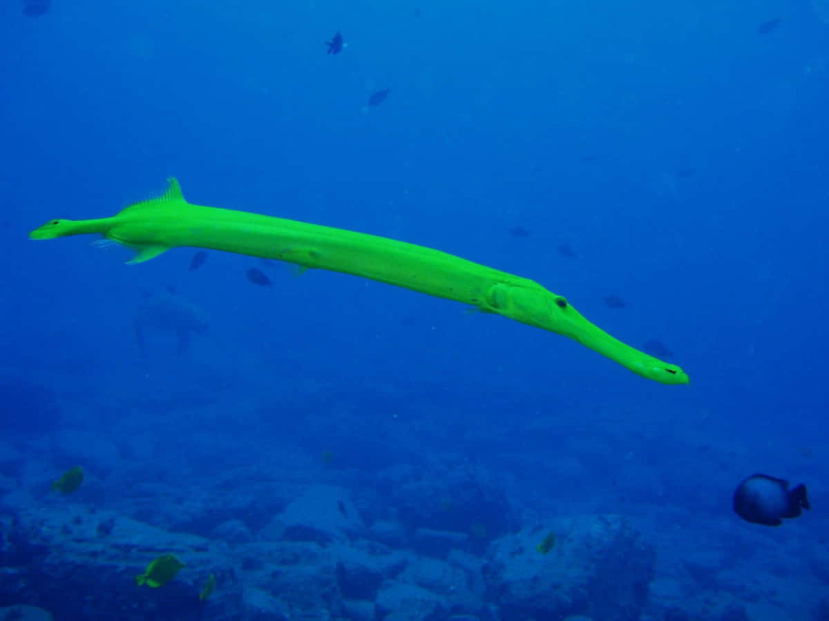 Yellow Trumpetfish Swimming Underwater Wallpaper