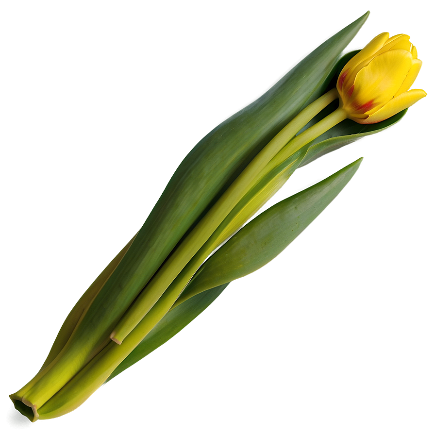 Yellow Tulip Png Ggu PNG