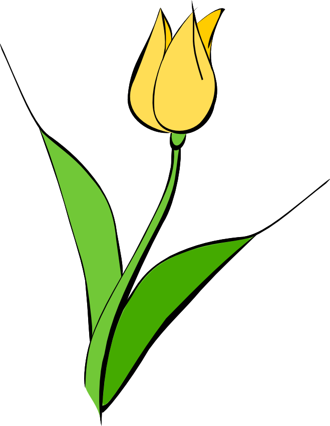 Yellow Tulip Vector Art PNG