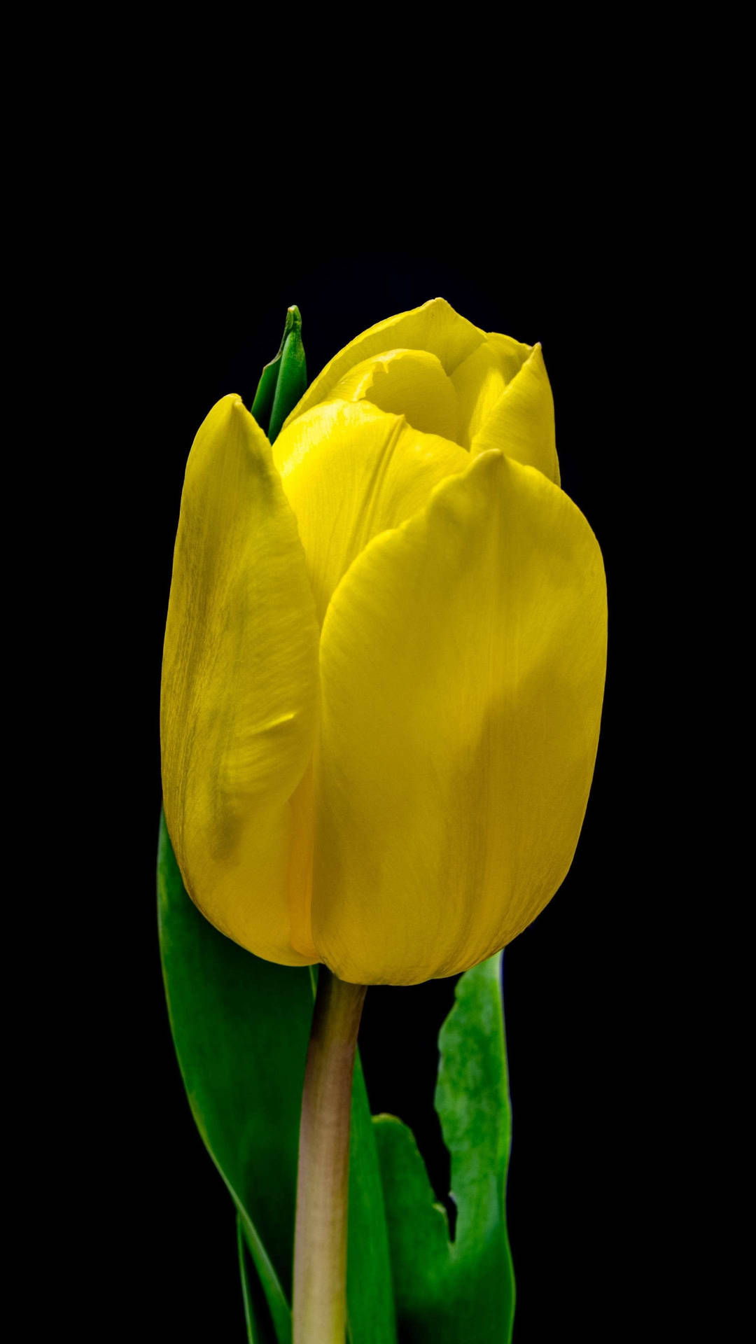 Fondode Pantalla De Teléfono Con Una Amarilla Tulipán Con Hojas. Fondo de pantalla