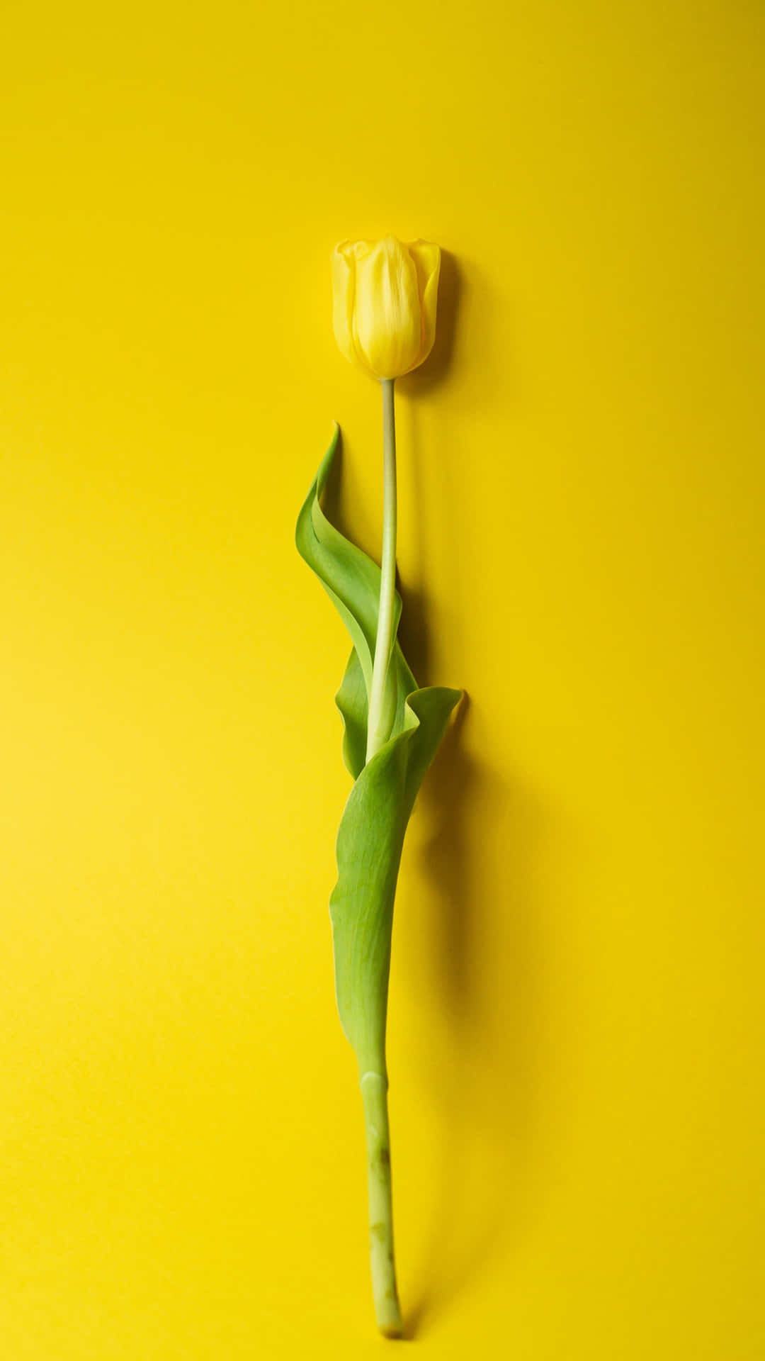 Yellow Tulip Yellow Background Wallpaper