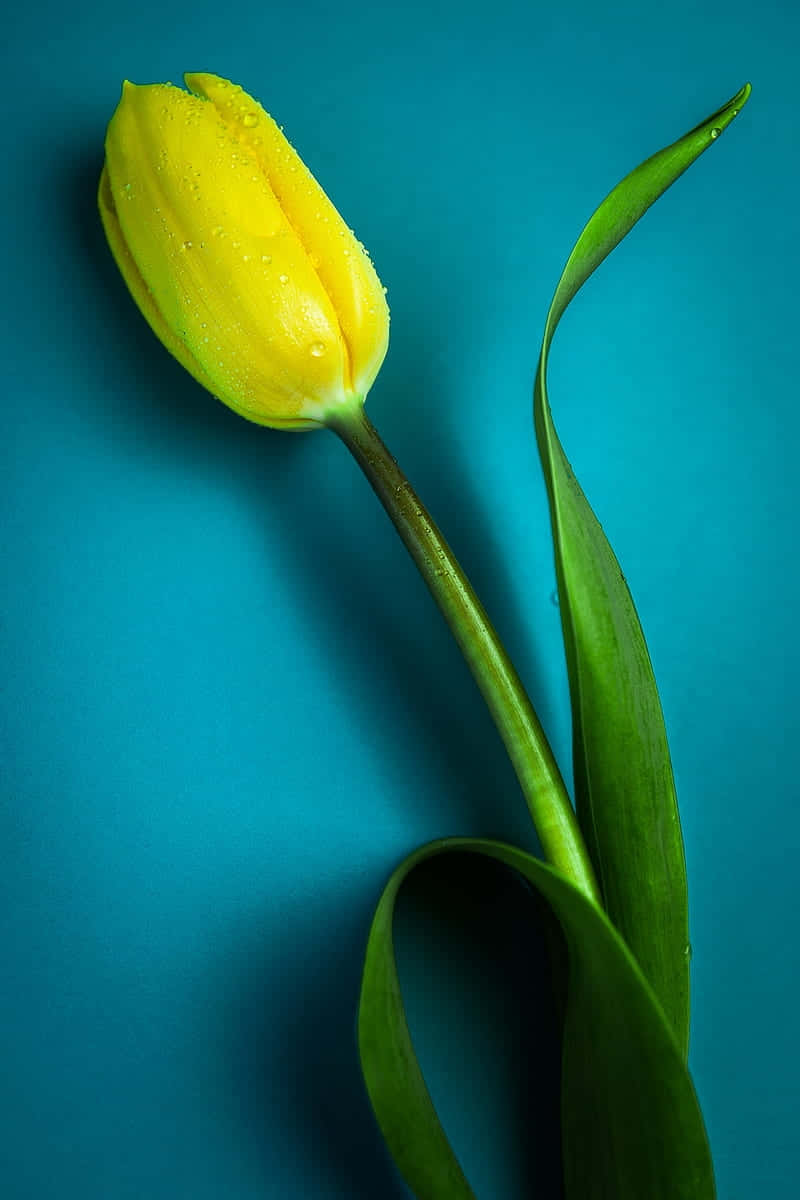 Yellow Tulipon Blue Background Wallpaper