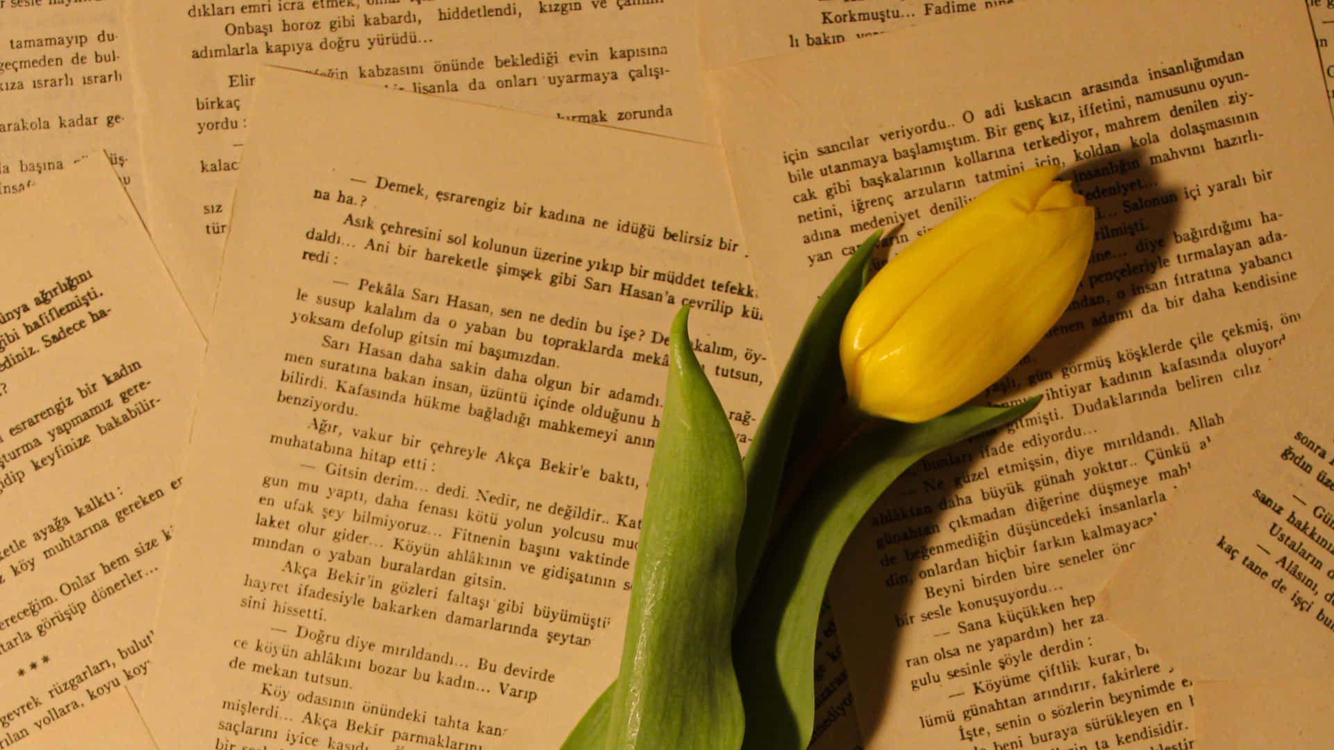 Yellow Tulipon Open Book4 K Aesthetic Wallpaper