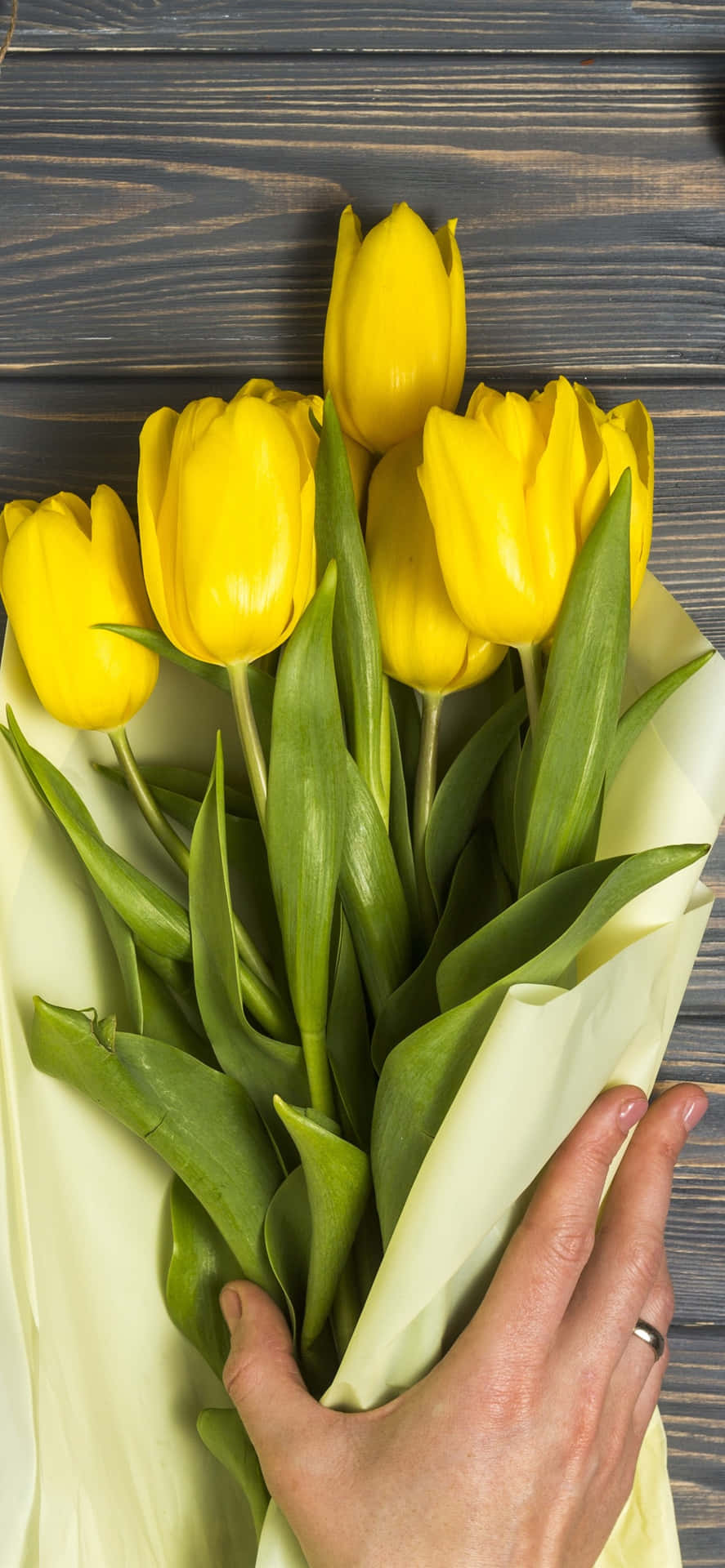 Beautiful Yellow Tulips in Full Bloom Wallpaper
