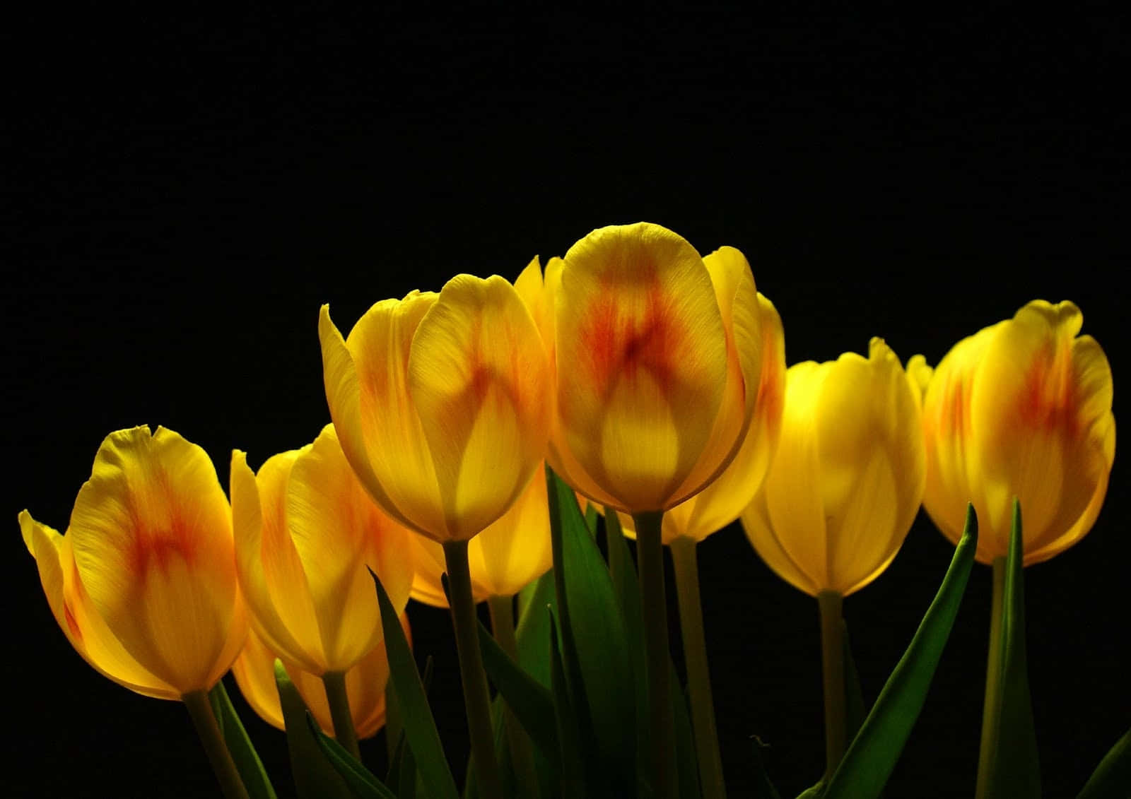 Beautiful yellow tulips in bloom Wallpaper