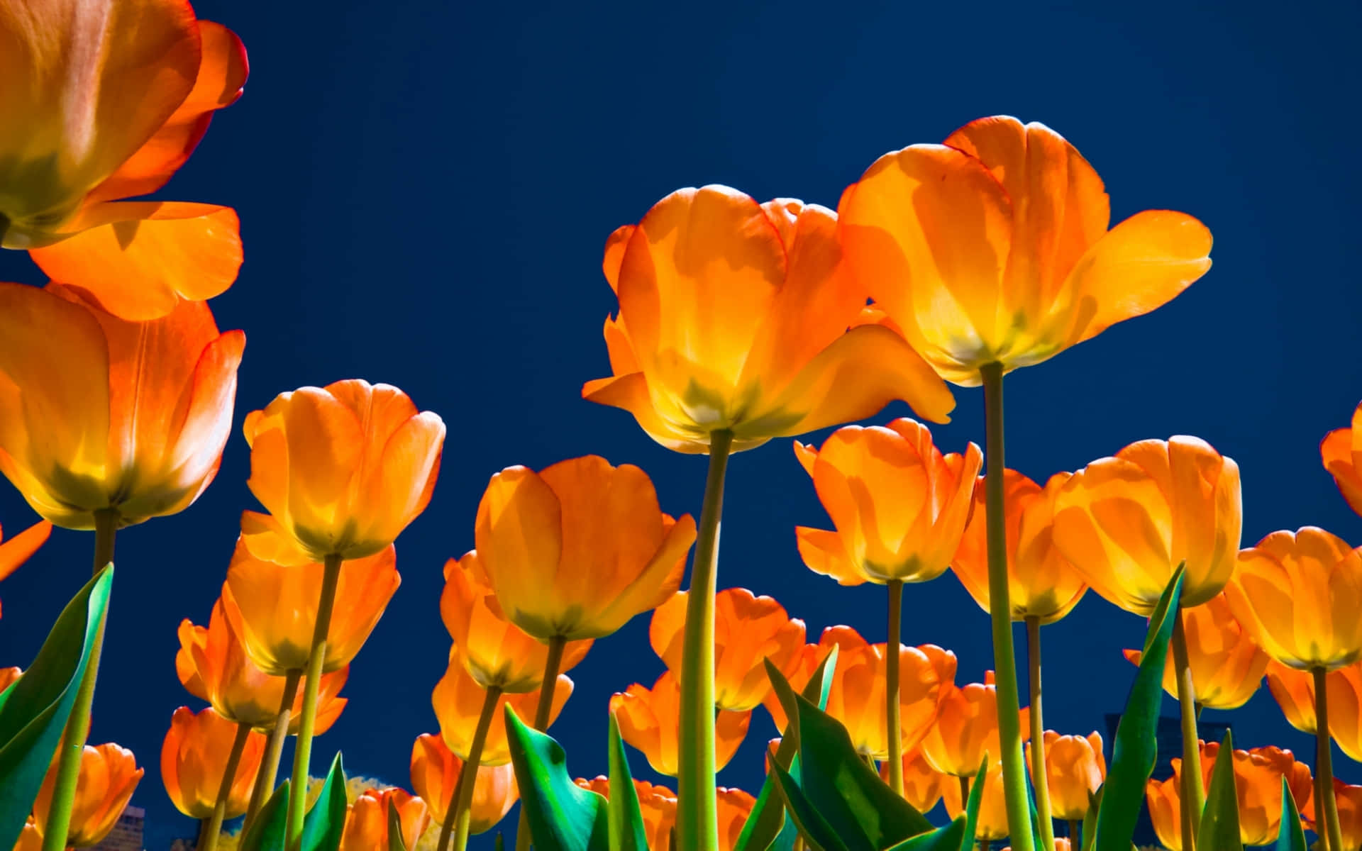 Caption: Blooming Yellow Tulips in a Vibrant Field Wallpaper