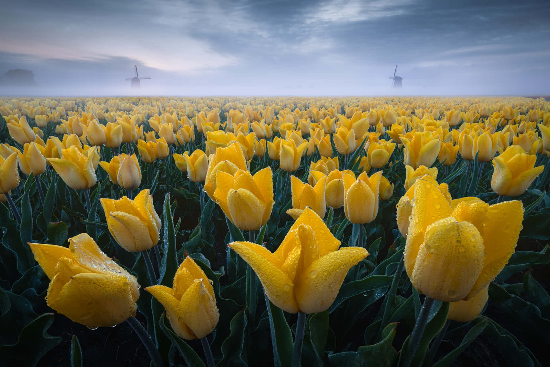 Vibrant Yellow Tulips in Full Bloom Wallpaper