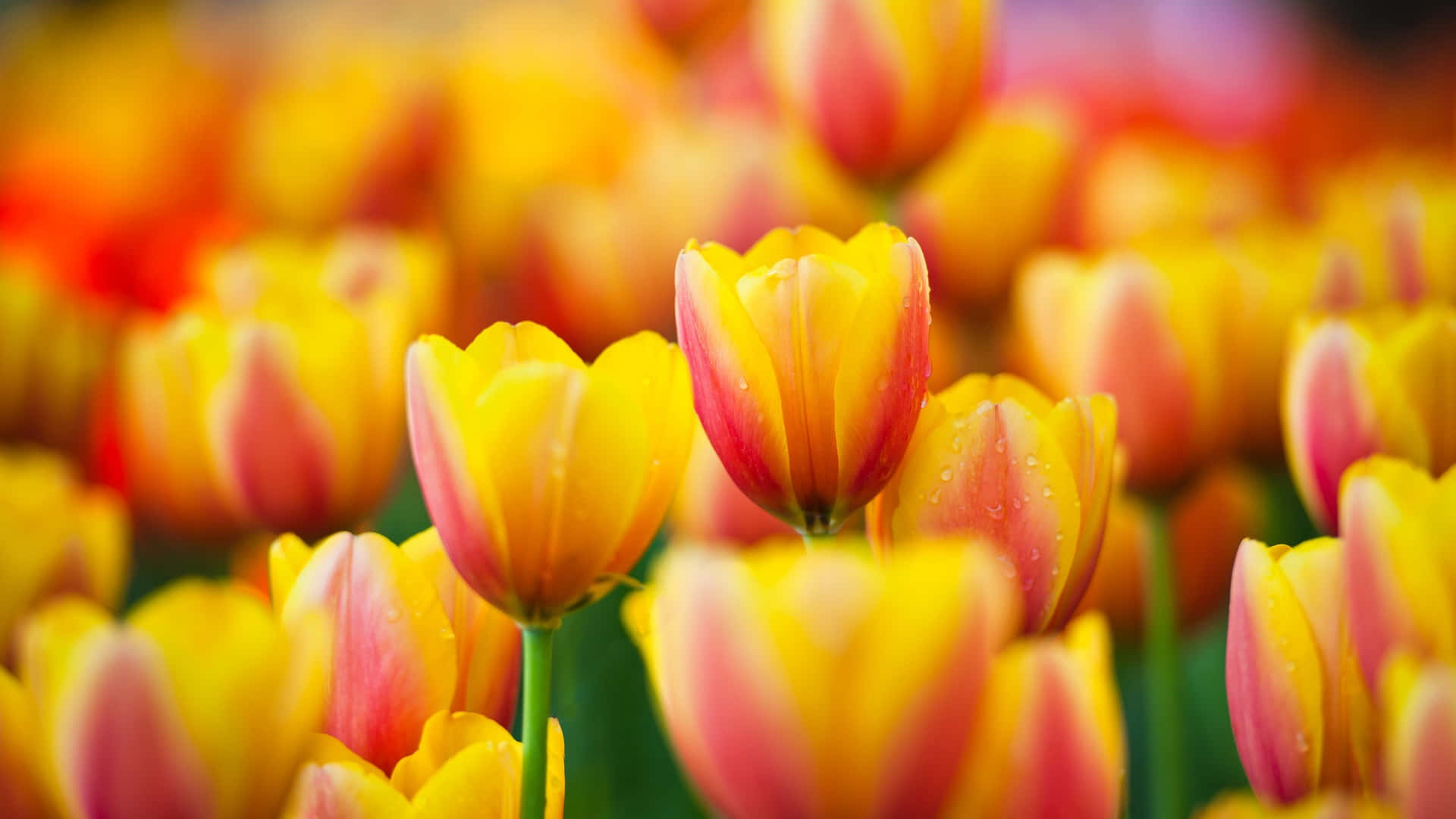 Vibrant Yellow Tulips in Full Bloom Wallpaper