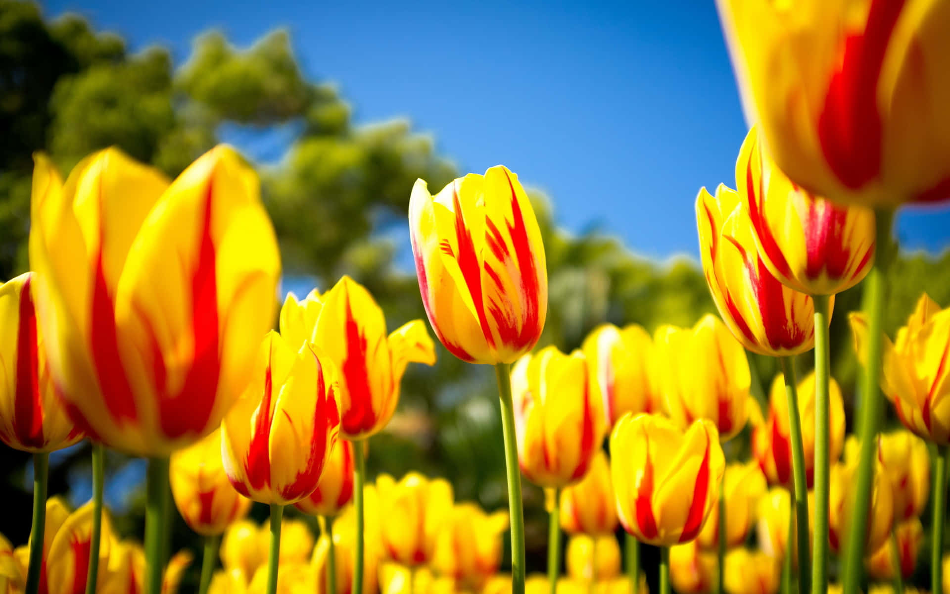 Bright Yellow Tulips Blooming in Nature Wallpaper