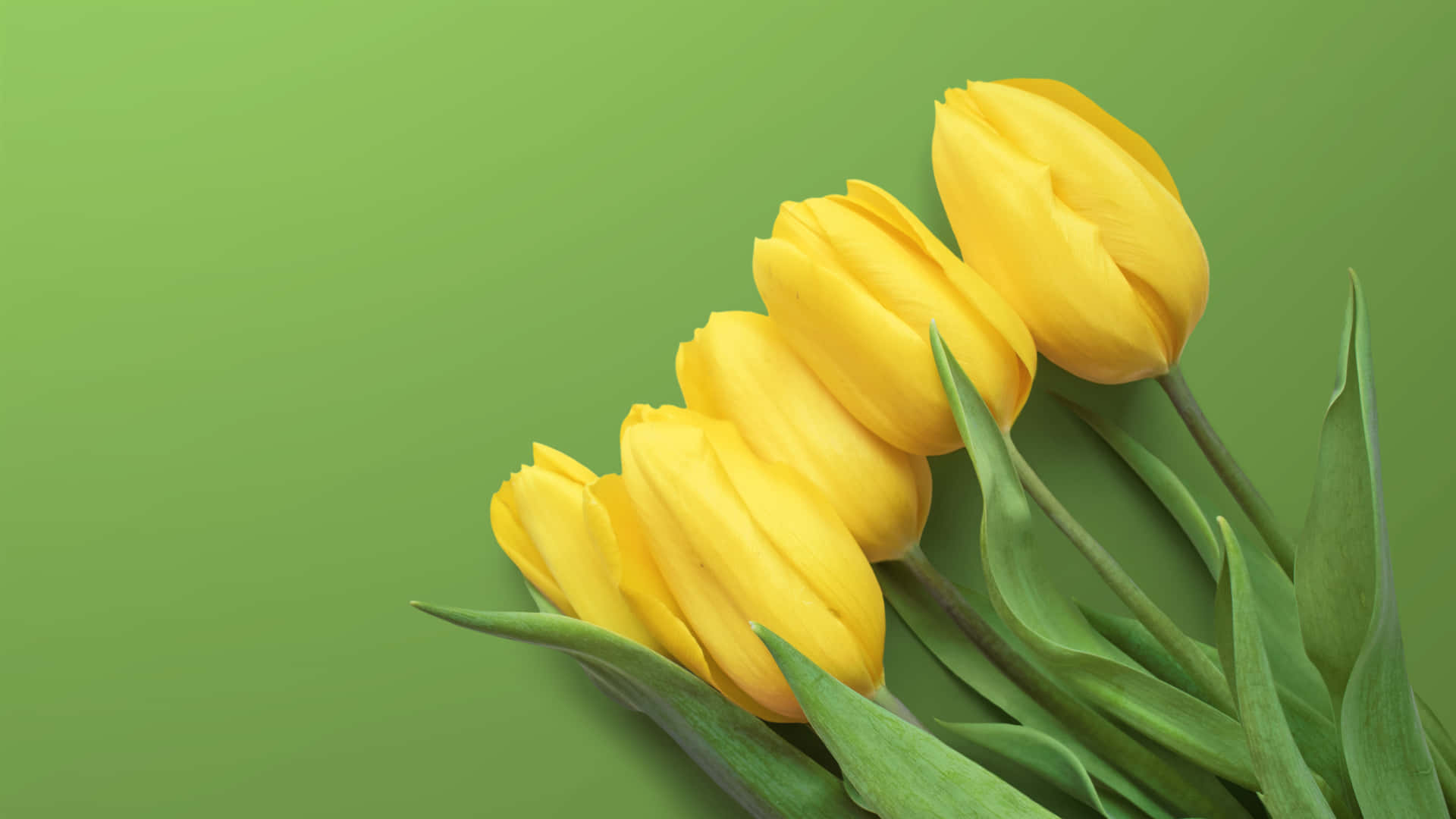 Captivating Yellow Tulips in Full Bloom Wallpaper