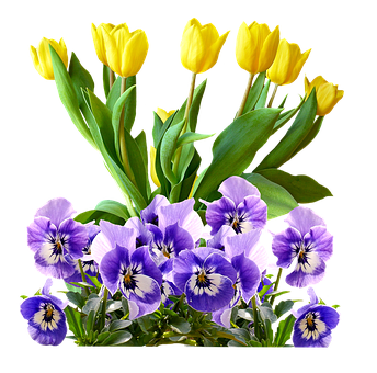 Yellow_ Tulips_and_ Purple_ Pansies PNG