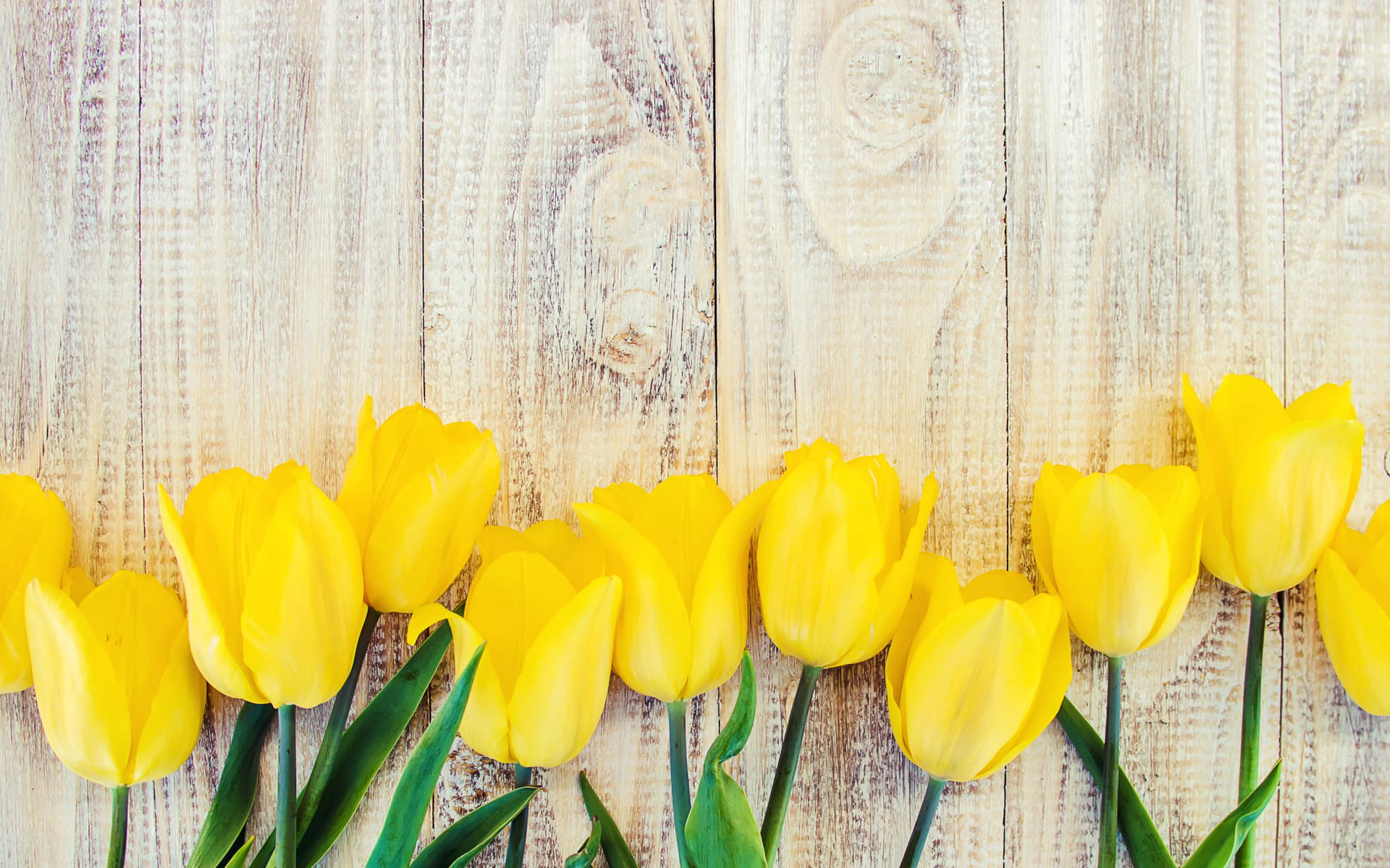 Yellow Tulips Beautiful Flower Wallpaper