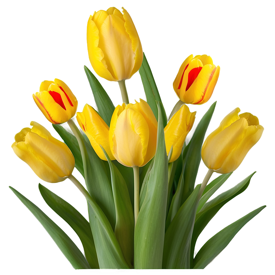 Yellow Tulips Png 06122024 PNG
