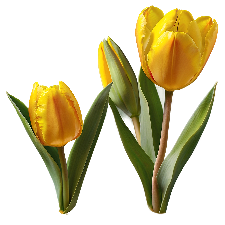 Yellow Tulips Png Roc PNG