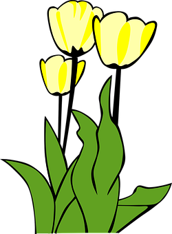 Yellow Tulips Vector Illustration PNG