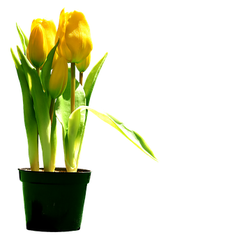 Yellow Tulipsin Pot Silhouette PNG