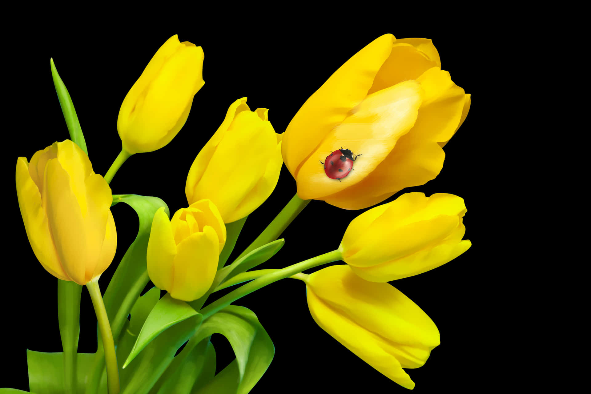 Yellow Tulipswith Ladybugon Petal PNG