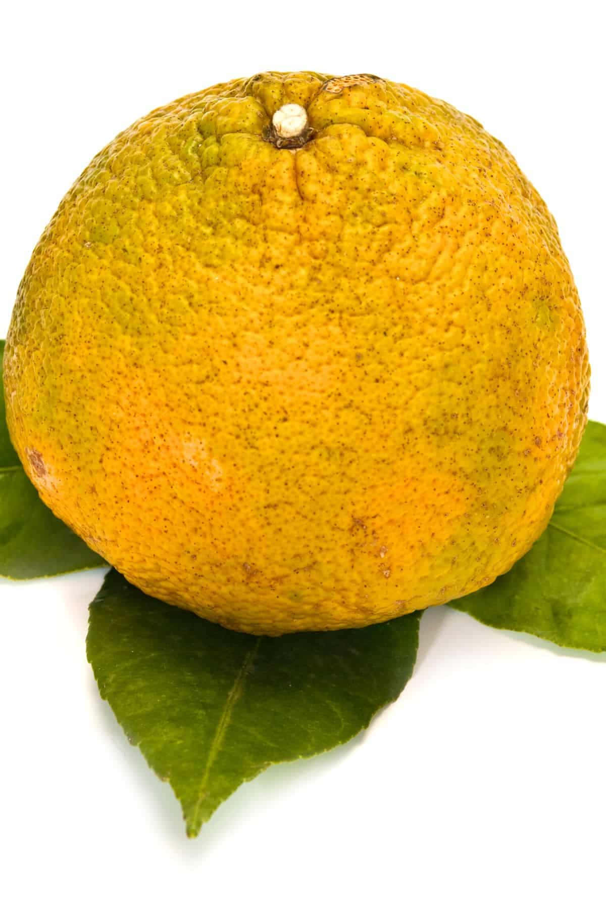 Gelbesugli-zitrusfrucht Auf Blättern Wallpaper