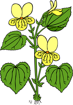 Yellow Viola Tricolor Illustration PNG