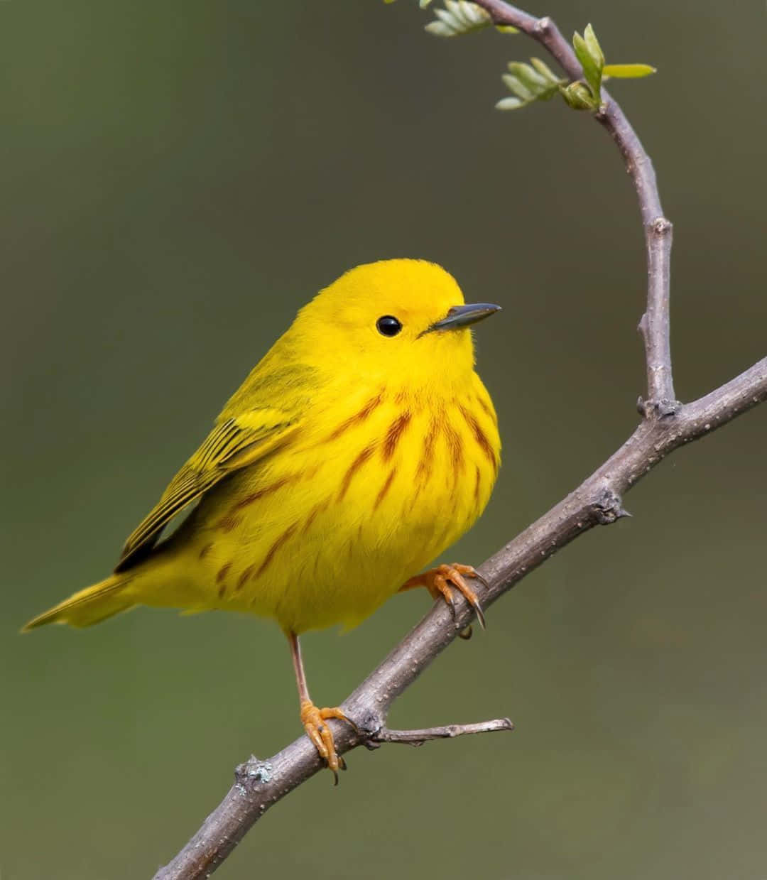 Yellow Warbler perched on a branch surrounded by green leaves Wallpaper