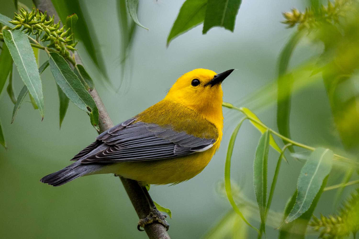 Beautiful Yellow Warbler perched on a branch Wallpaper