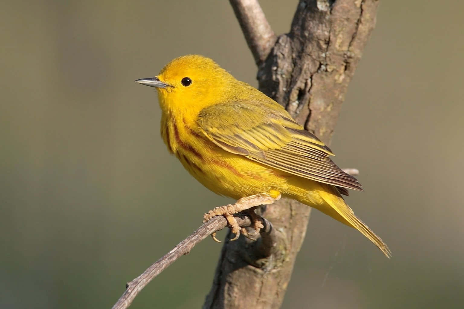 A Stunning Yellow Warbler Perched on a Branch Wallpaper