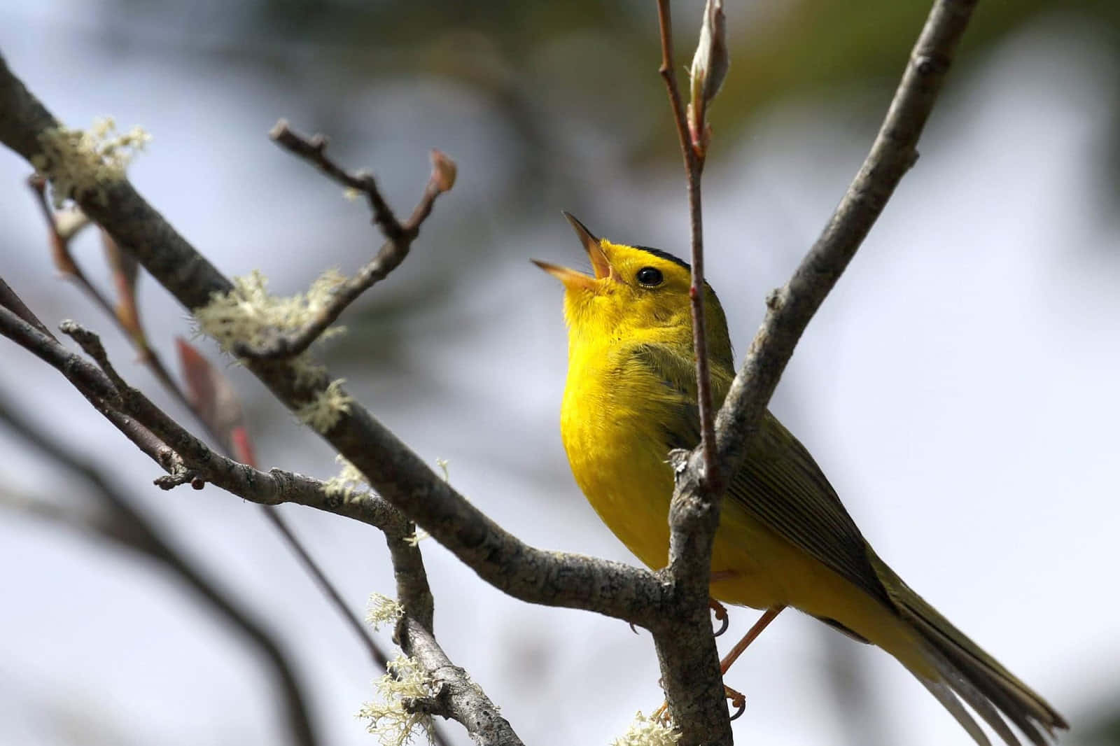 Beautiful Yellow Warbler Perching on a Branch Wallpaper