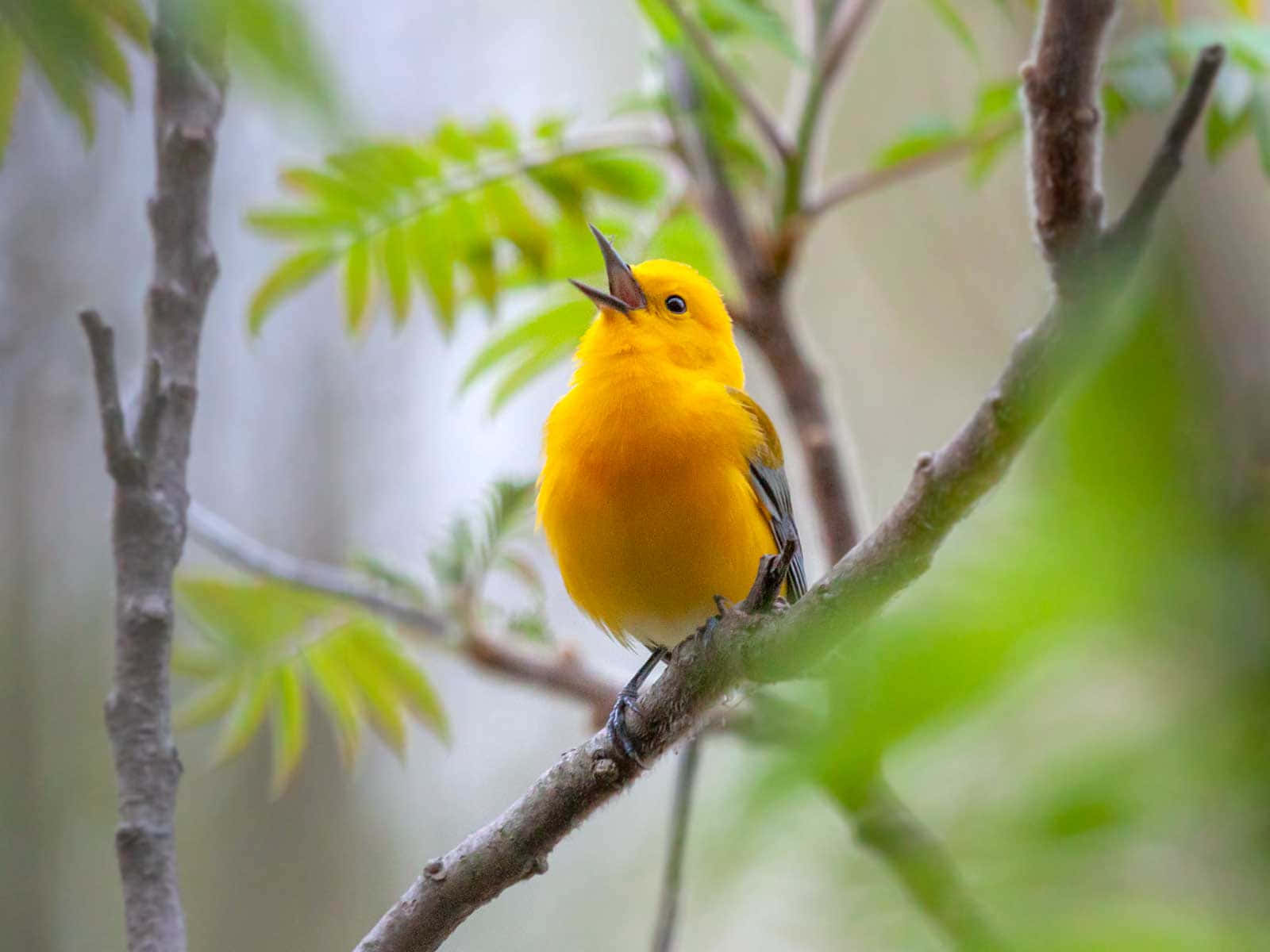 Yellow Warbler Perched on a Branch Wallpaper