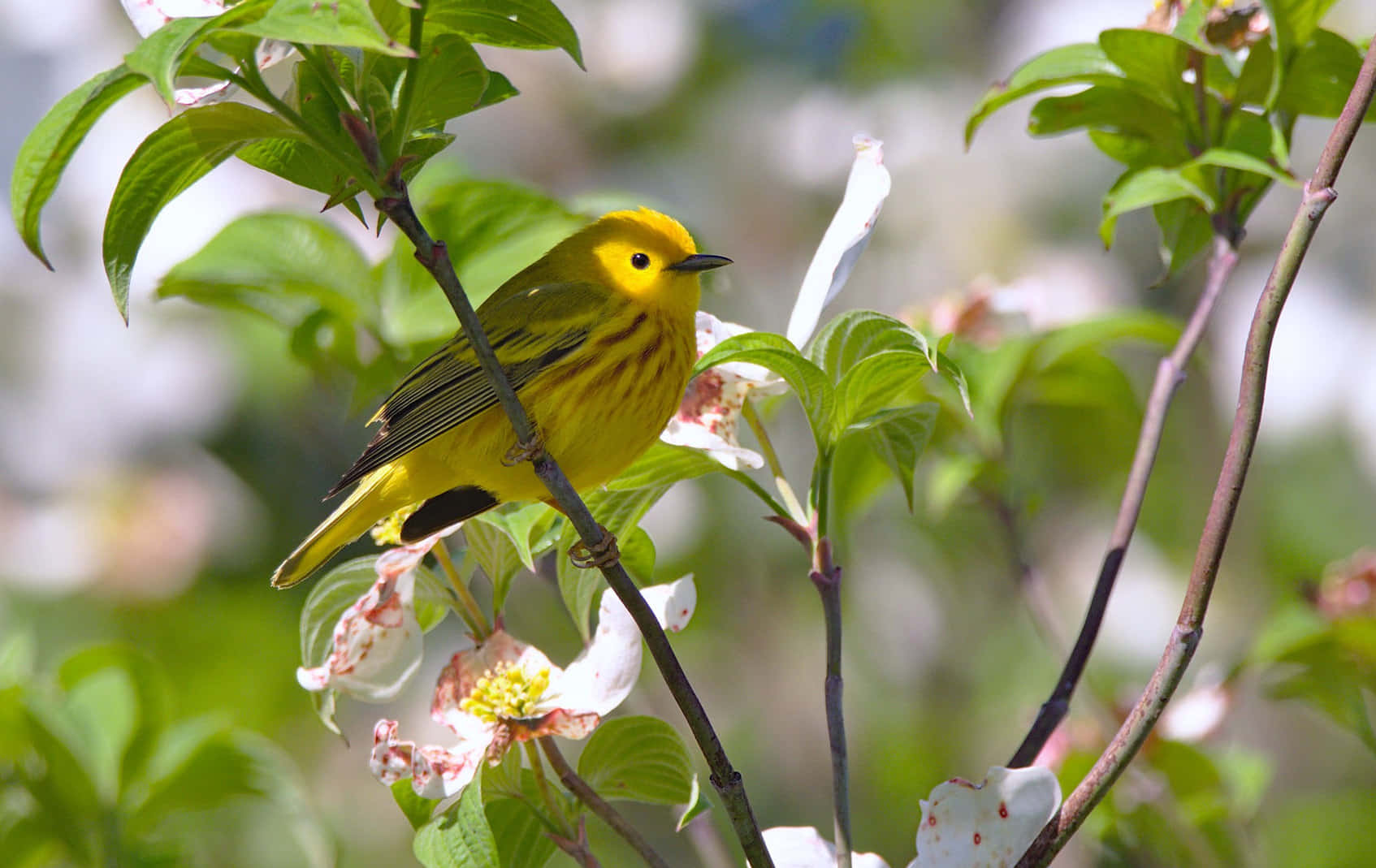 Vibrant Yellow Warbler perched on a tree branch Wallpaper