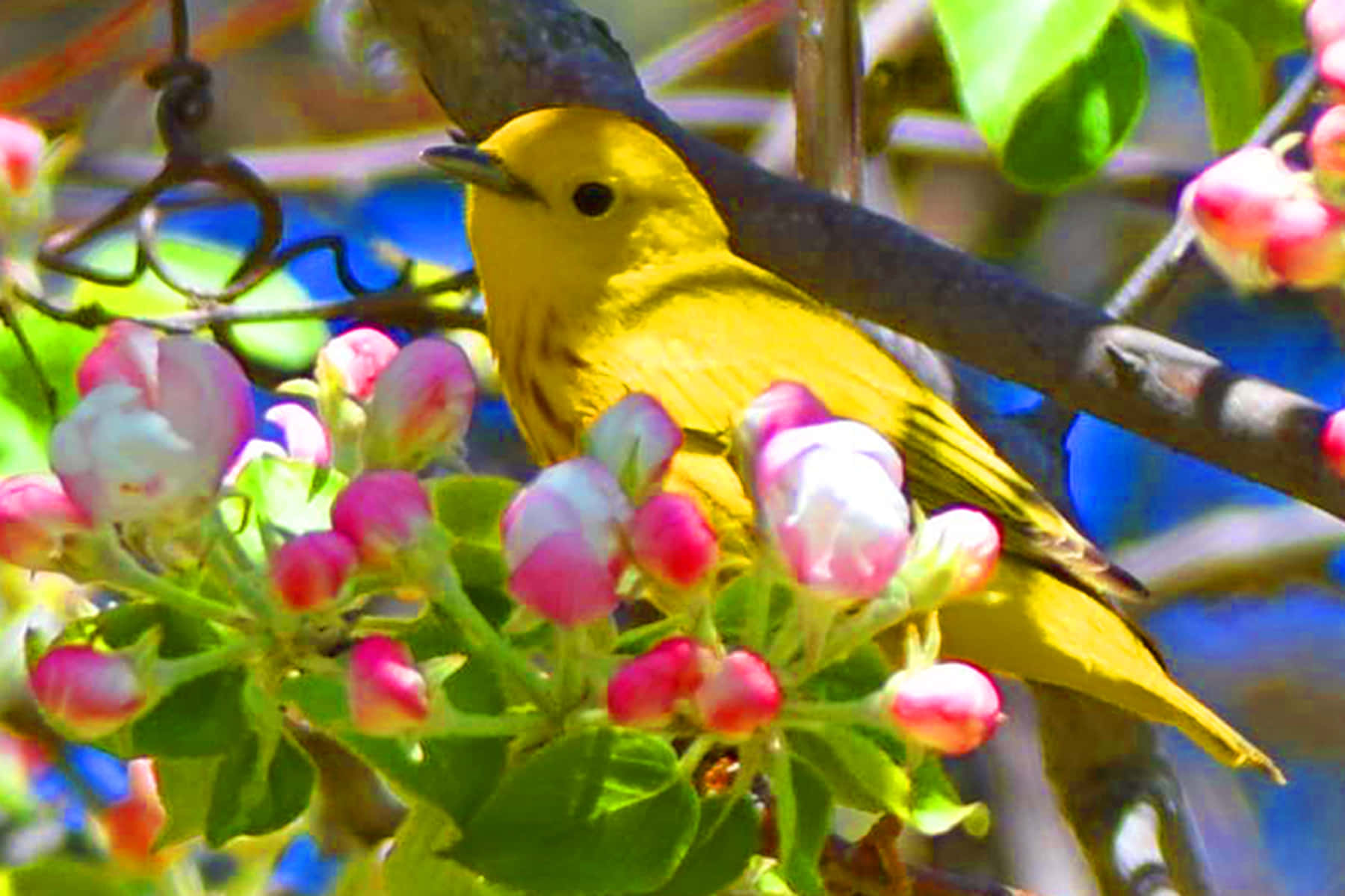 Captivating Yellow Warbler perched on a branch Wallpaper