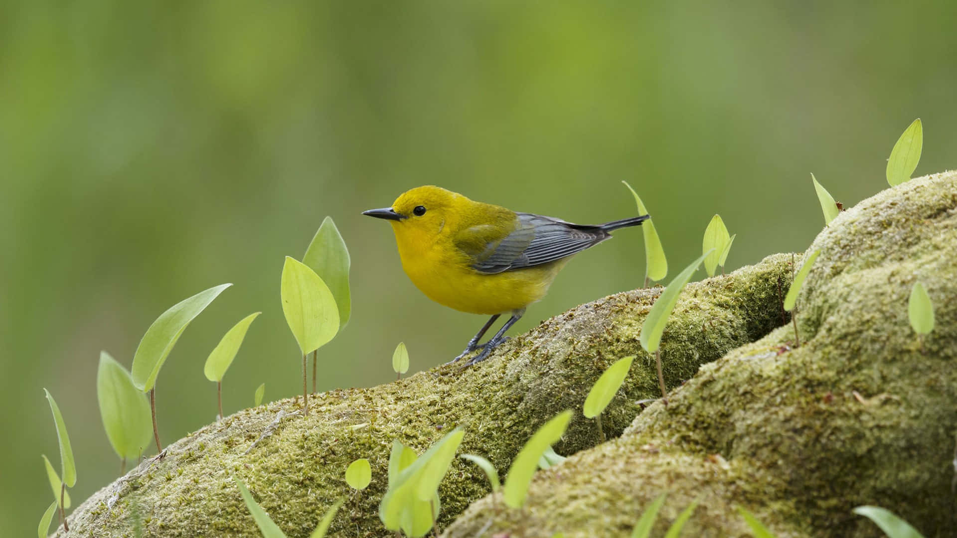 Yellow Warbler Perched on a Branch Wallpaper