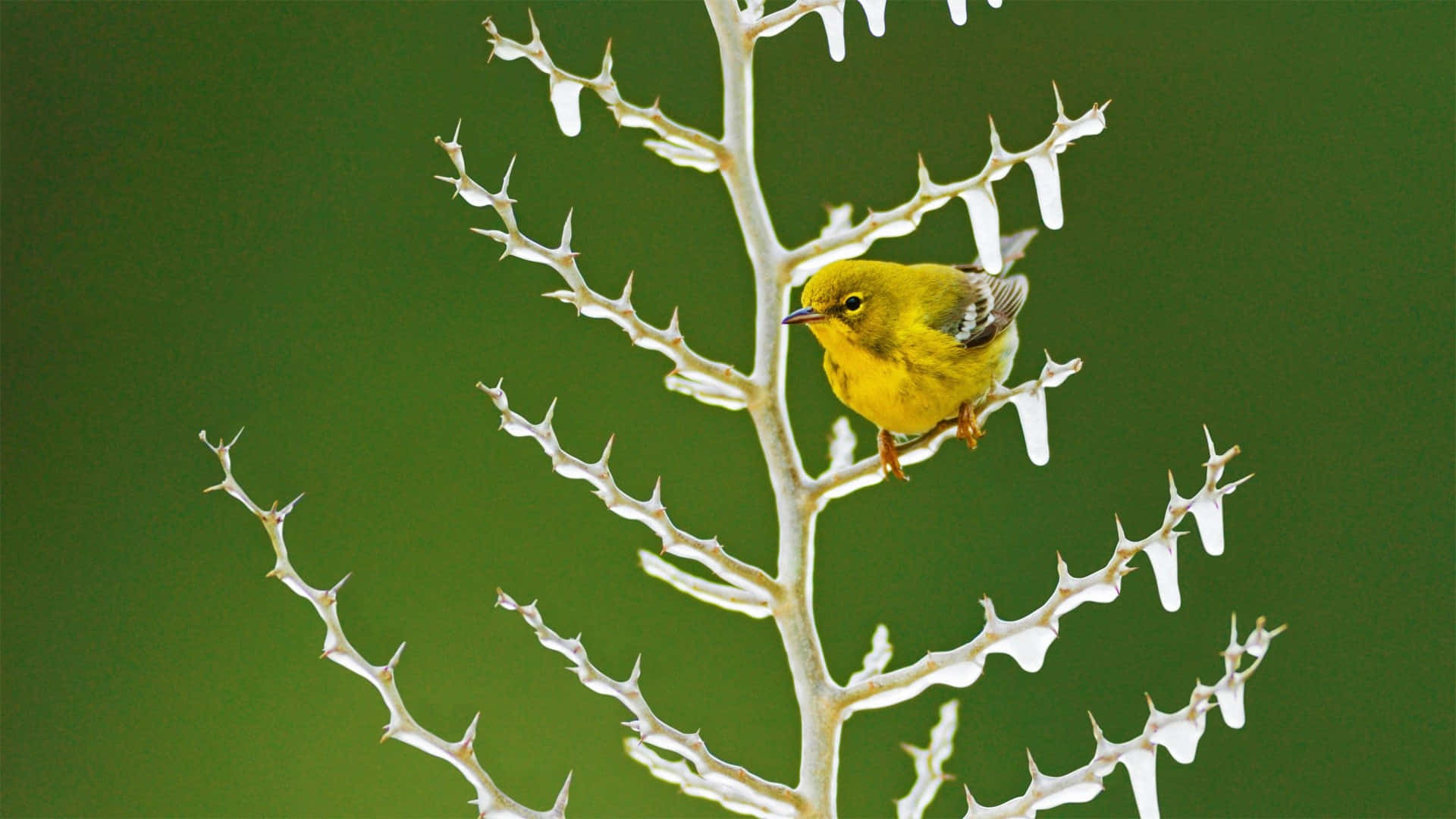 Vibrant Yellow Warbler perched on a branch Wallpaper