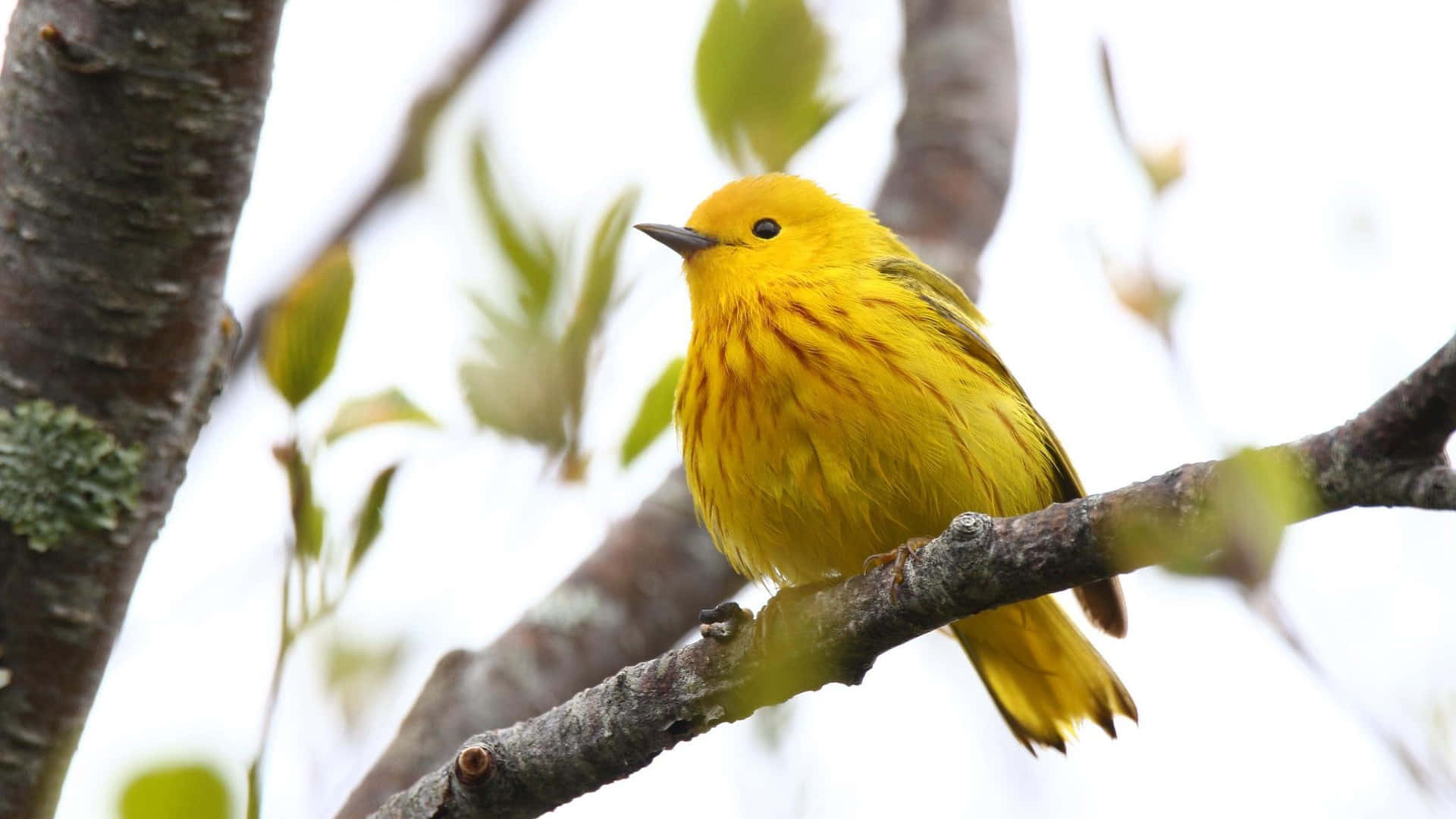 A vibrant Yellow Warbler perched on a leafy branch Wallpaper