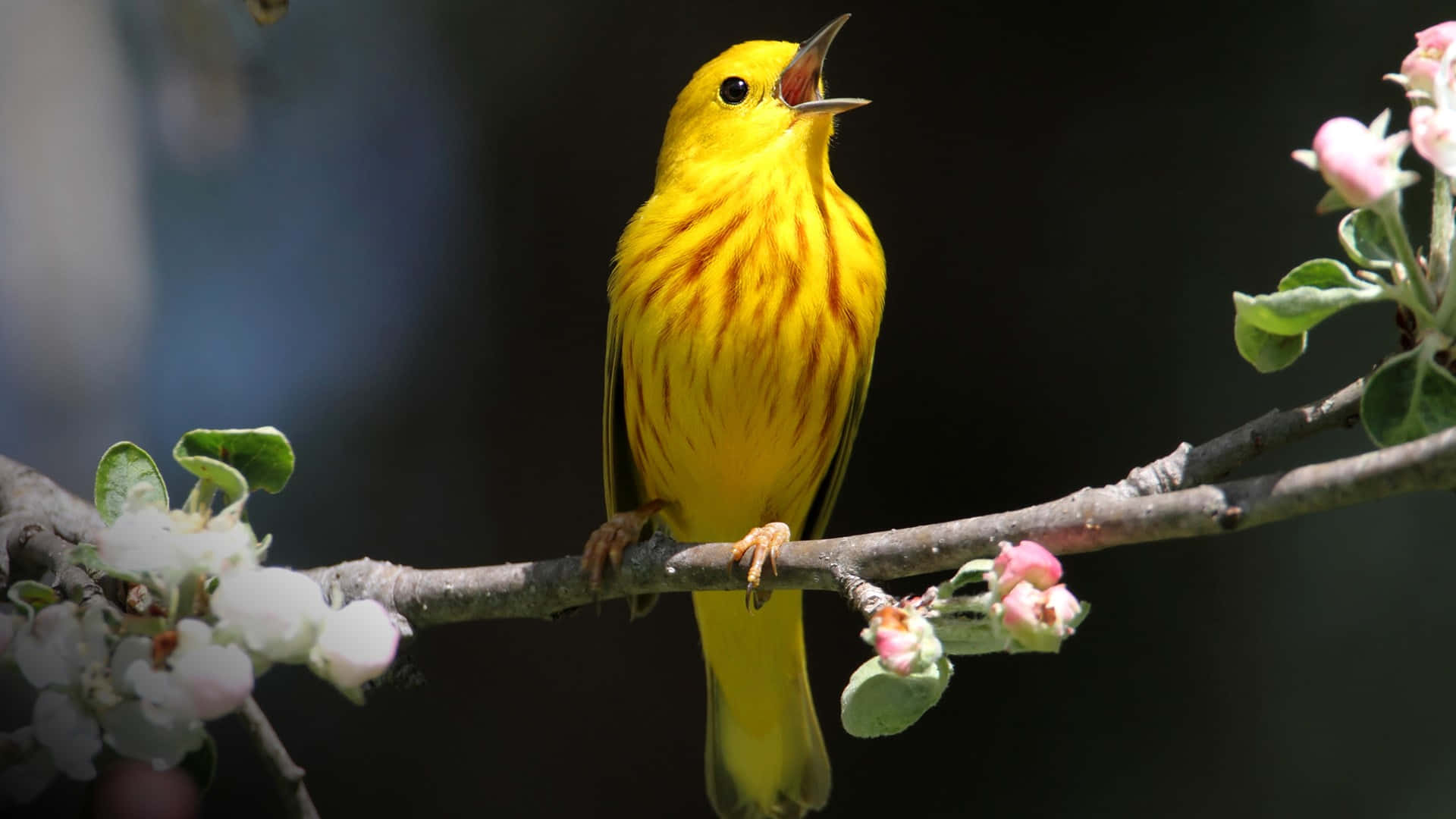 Beautiful Yellow Warbler Perched on a Branch Wallpaper