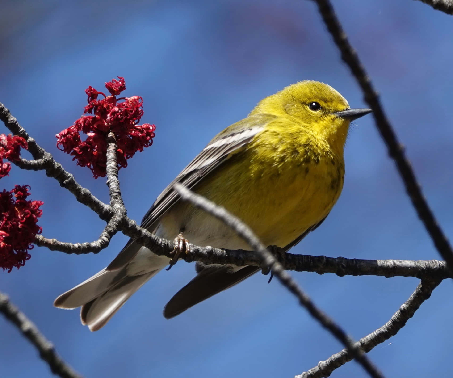 A vibrant Yellow Warbler perched on a branch Wallpaper