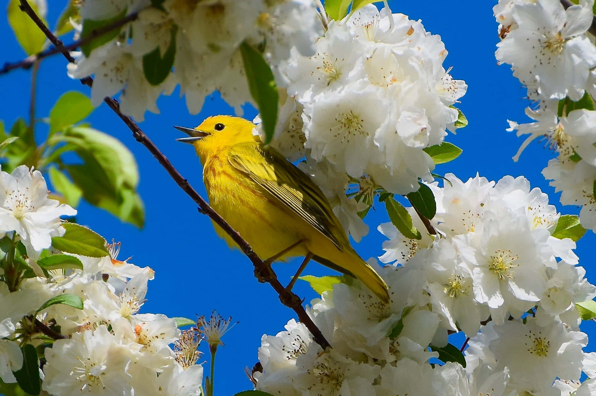A vibrant Yellow Warbler perched on a branch Wallpaper
