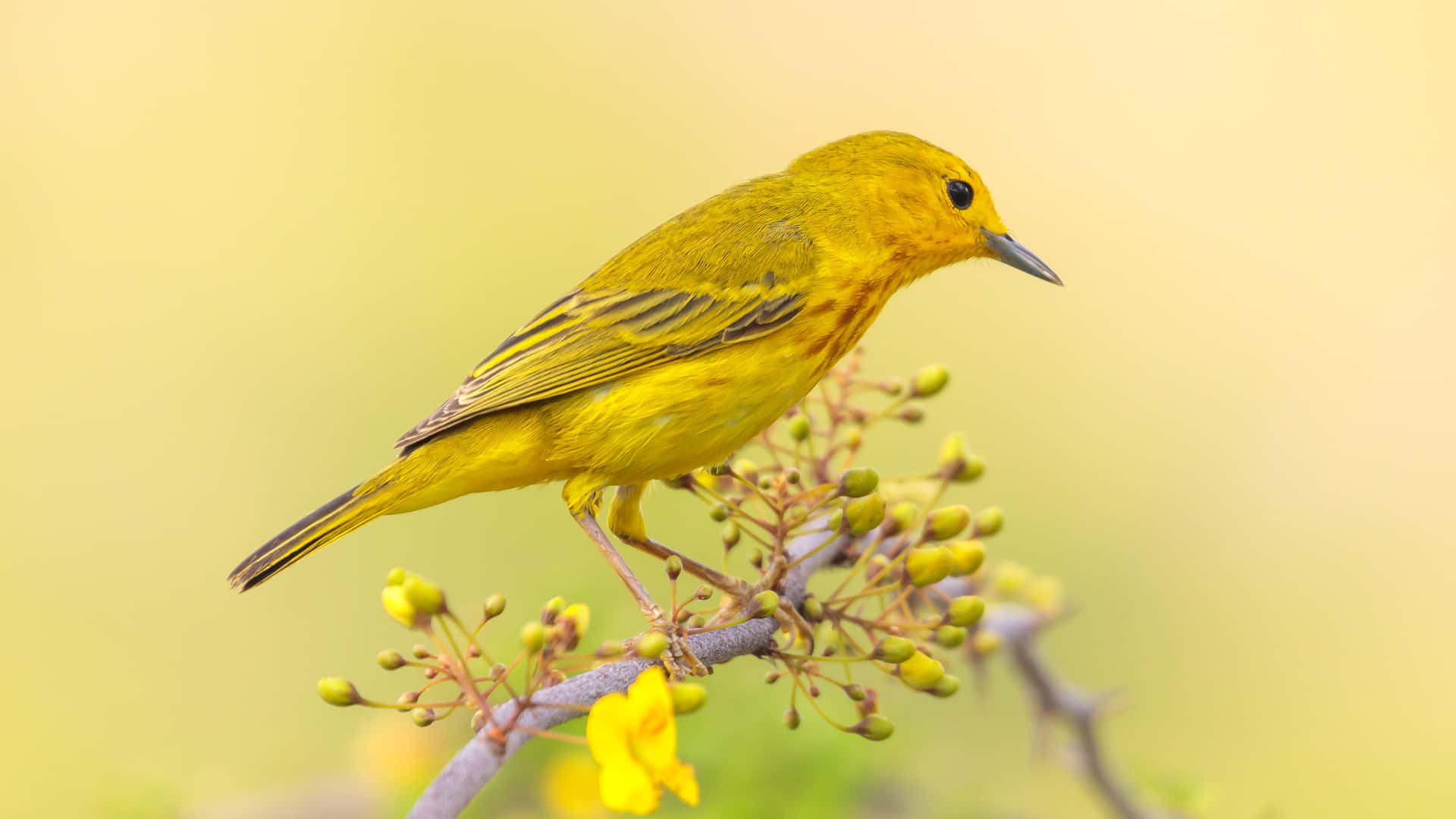 Bright Yellow Warbler perched on a tree branch Wallpaper